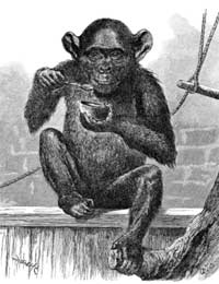 Nim Chimpanzee Film Dark Story