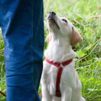 Dog Friend Help Assistance Scheme Deaf
